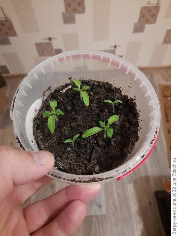 томат 'Чудо карлик F1' от Аэлита 06.04.2021 (8 дней)