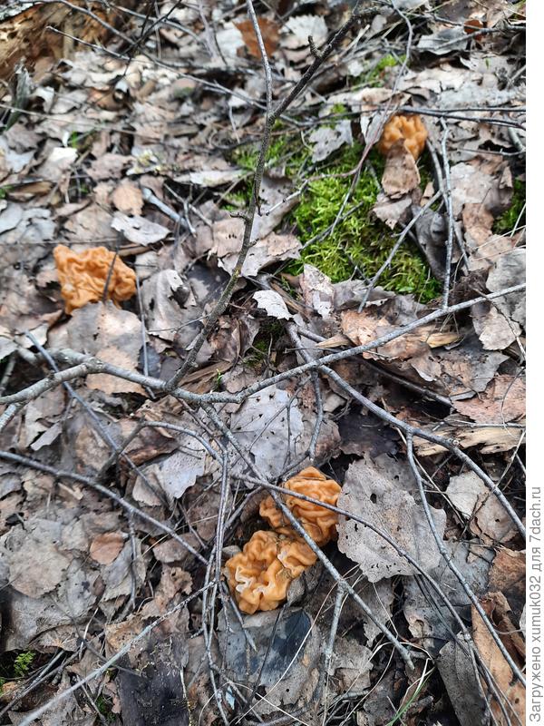 Семейка строчков