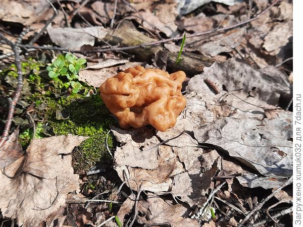 Еще строчок