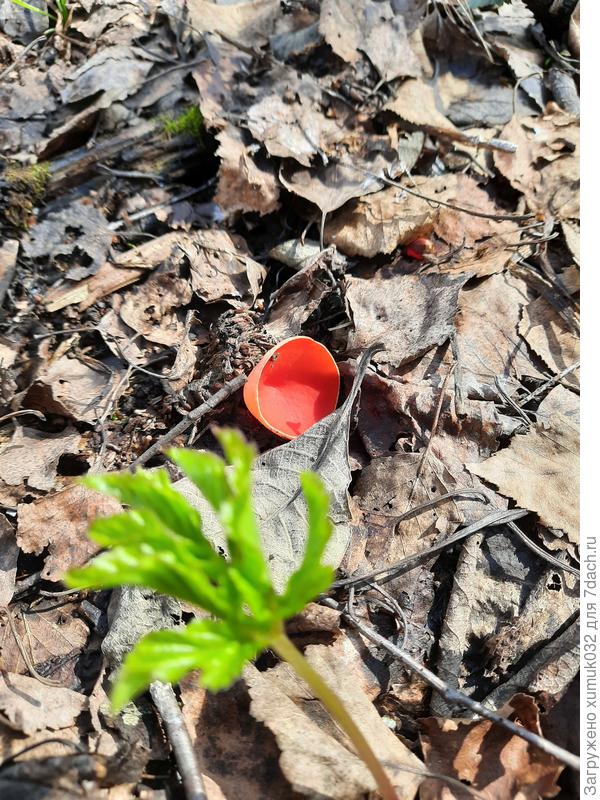 Не помню, что за гриб. Но красивый