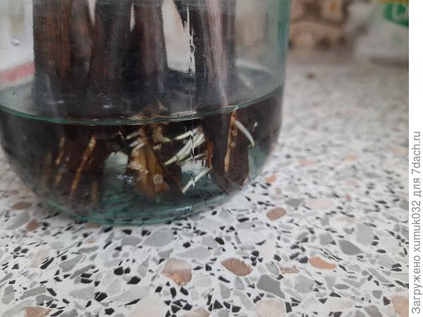 Черенки в воде