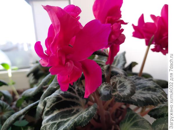 Цикламен 1
