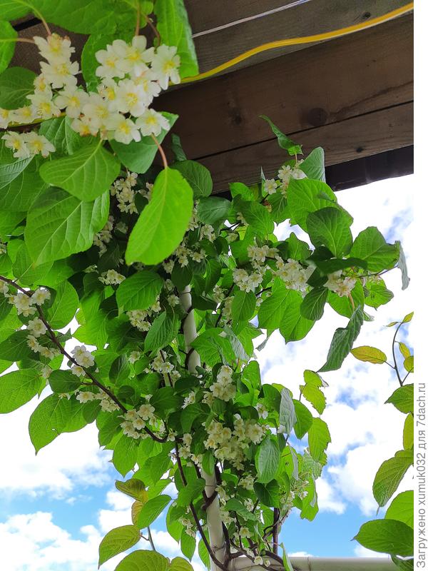 Актинидия коломикта в цвету