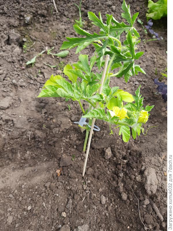 Арбуз 'Сорбет' 05.06.2021 (возраст 60 дней)