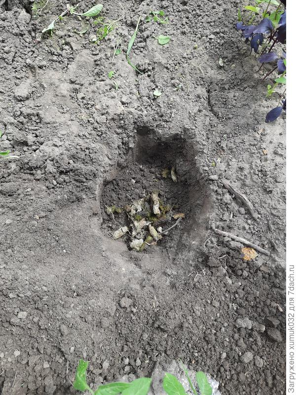 подготовка посадочной ямы