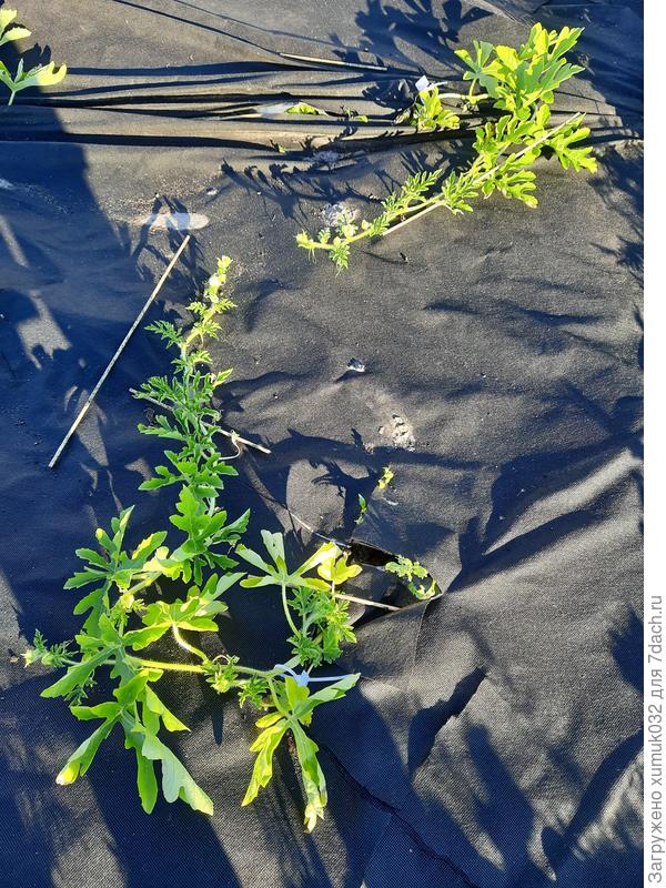 Арбуз 'Сорбет' 14.06.2021 (возраст 69 дней) привитые