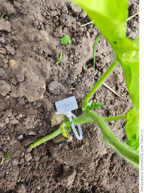 Арбуз 'Сорбет' 05.06.2021 (возраст 60 дней)