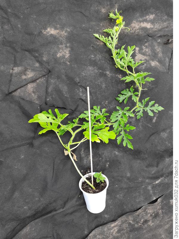 Арбуз 'Сорбет' 05.06.2021 (возраст 60 дней)