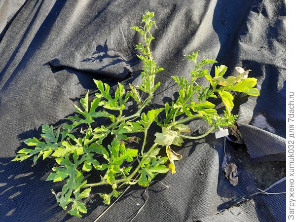 Арбуз 'Сорбет' 14.06.2021 (возраст 69 дней) корнесобственный