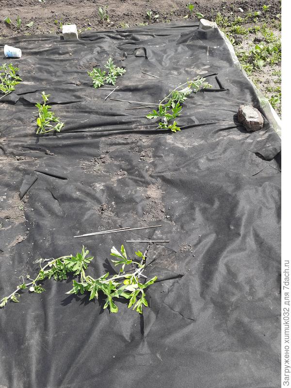 Арбуз 'Сорбет' 05.06.2021 (возраст 60 дней) привитые