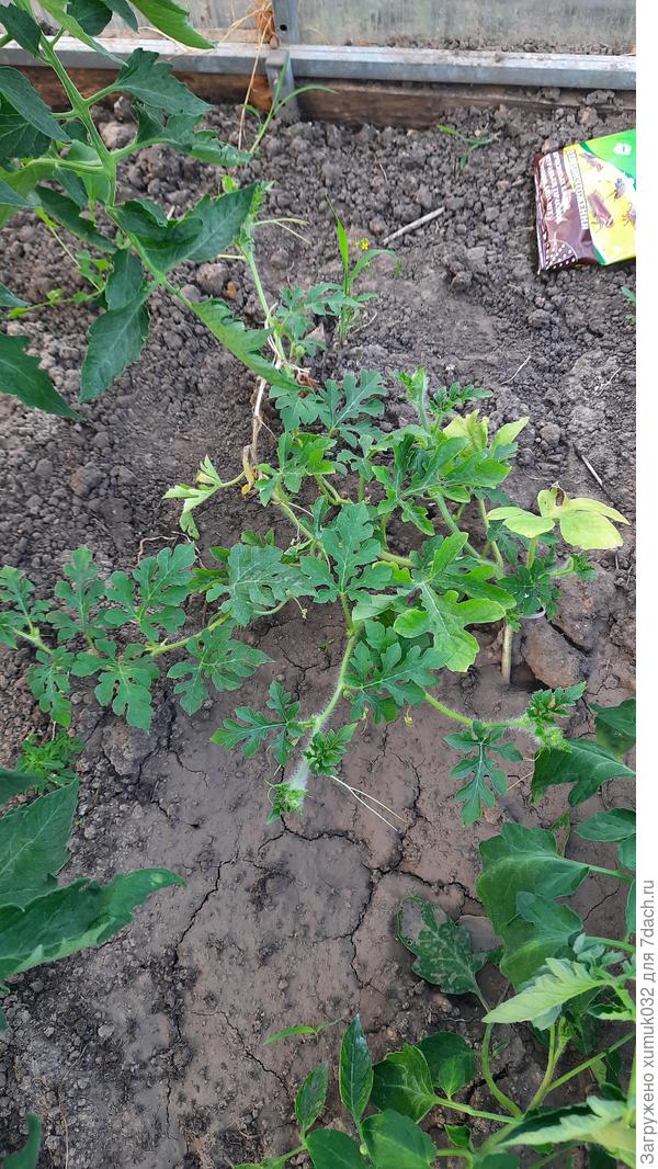 Арбуз 'Сорбет' 18.06.2021 (возраст 73 дня) в теплице