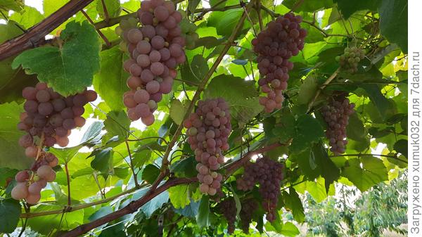 Виноград