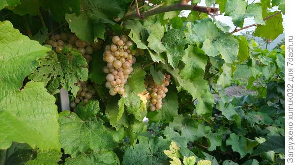 Платовский