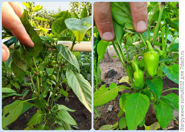 Перец &#39;Рубиновая лакомка&#39; 14.07.21 (возраст 123 дня)