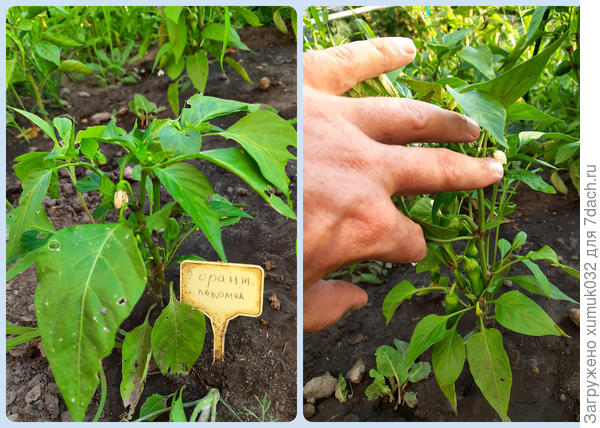 Перец &#39;Оранжевая лакомка&#39; 14.07.21 (возраст 118 дней )