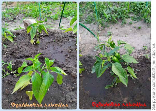 Перцы &#39;Рубиновая лакомка&#39; и &#39;Оранжевая лакомка&#39; 23.06.21 (возраст 102 и 97 дней соответственно)