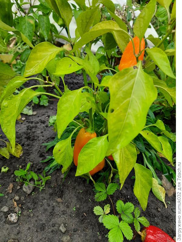 Перец &#39;Оранжевая лакомка&#39; 26.08.21 (возраст 161 день)