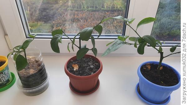 Клоны-детки моего лимона