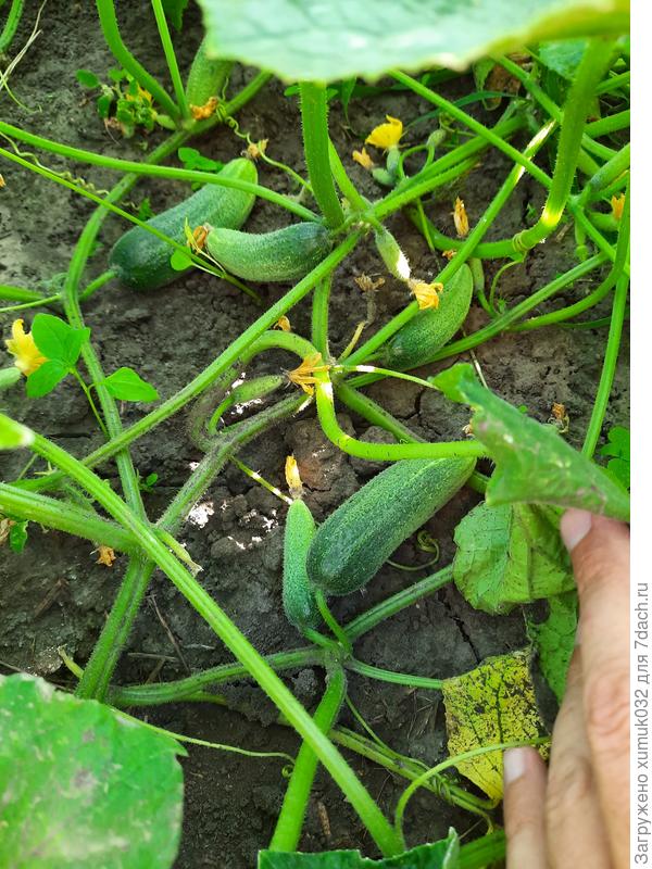 огурец "Баба Клава F1"