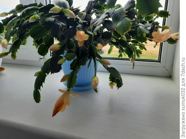 Шлюмбергера желтая