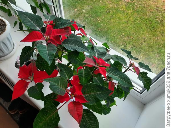 Цветок «рождественская звезда»: уход за пуансеттией в домашних условиях, фото, размножение