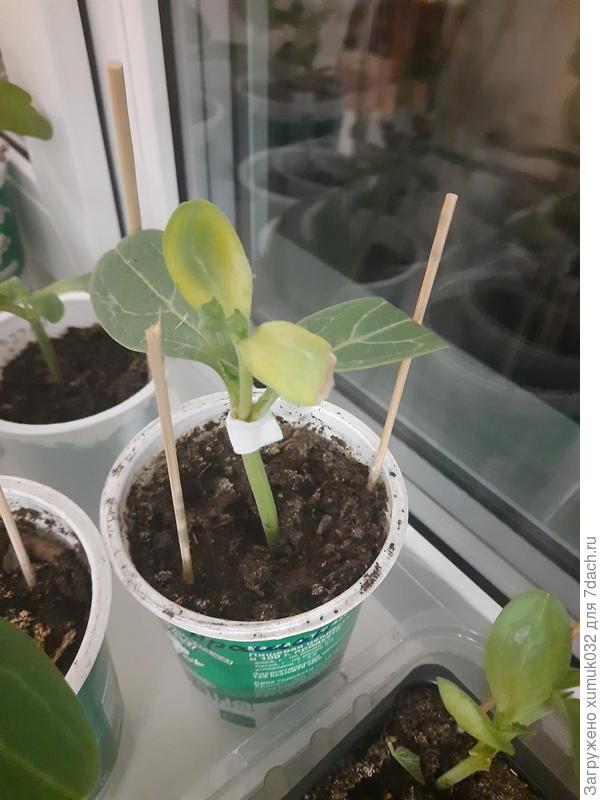 Привитый уколом желтый