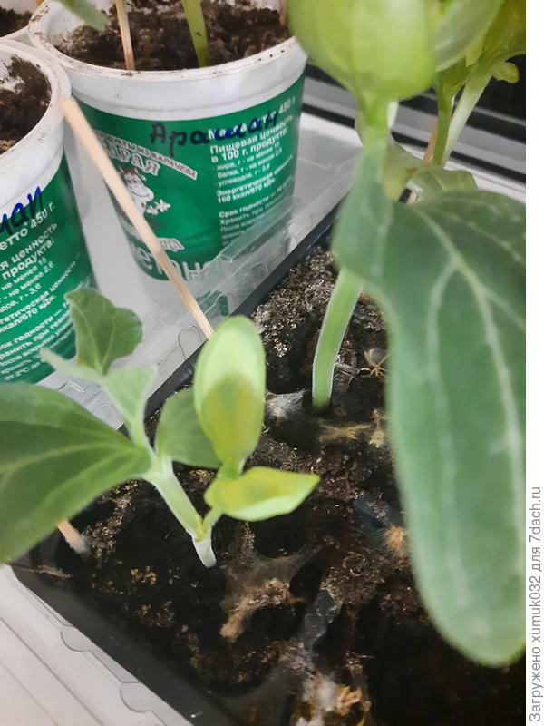 Еще один желтый вприклад