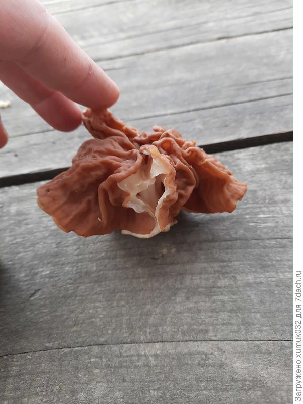 Строчок пучковый (он же островерхий)