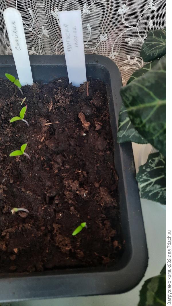 Томат &#39;Тунгуска&#39; от Аэлита 24.03.22 (возраст 1 сутки)