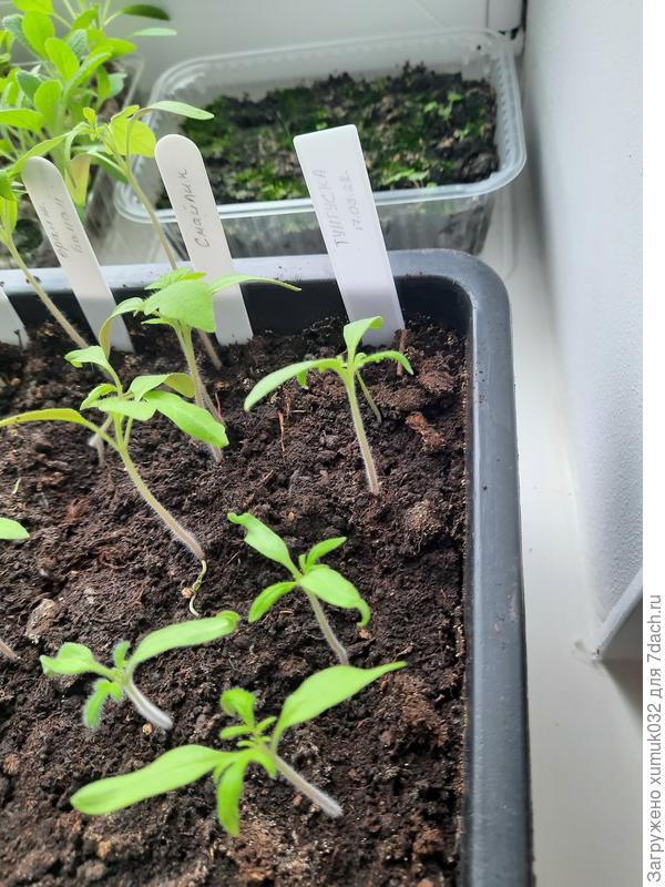 Томат &#39;Тунгуска&#39; от Аэлита 02.04.22 (возраст 10 суток)