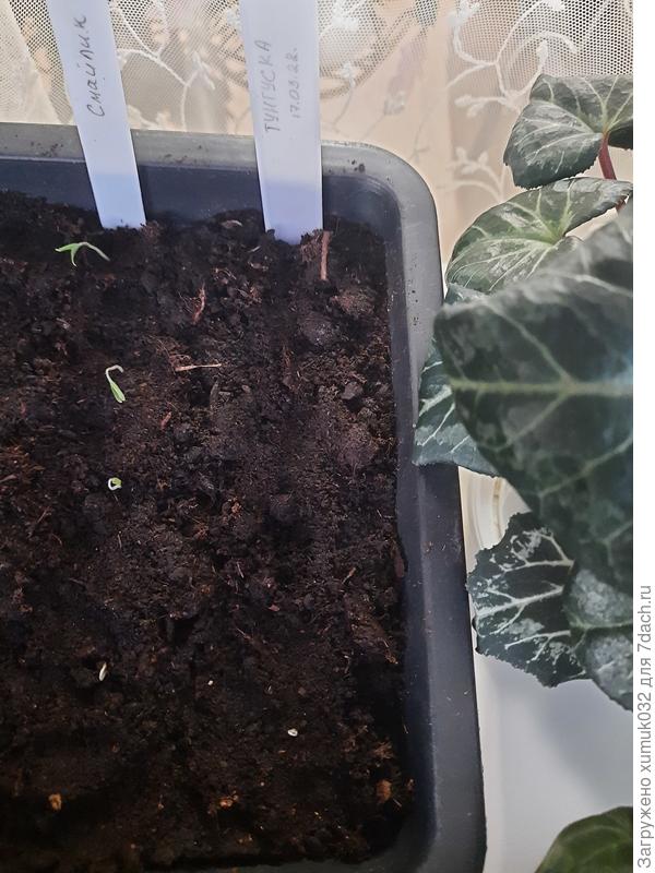 Томат &#39;Тунгуска&#39; от Аэлита 22.03.22