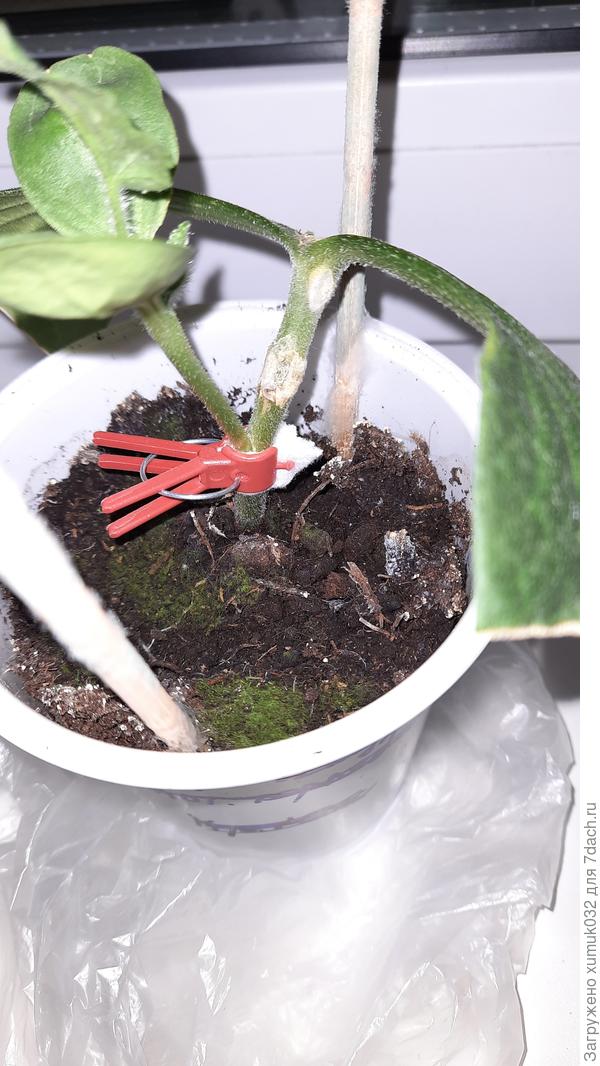 Последний многострадальный подвой. С третьей попытки привился.