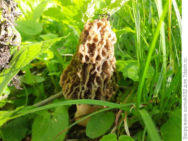 Второй грибок