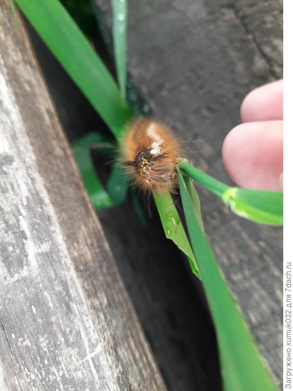 Улыбка Euthrix potatoria