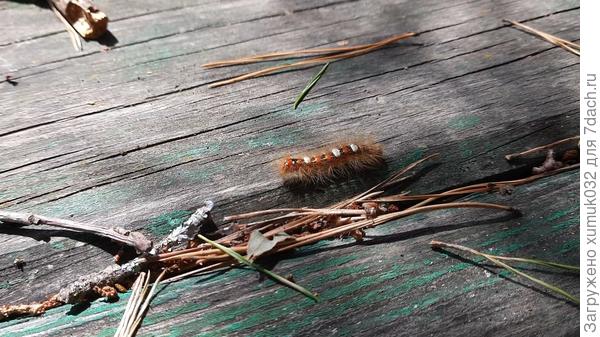 деловая гусеница