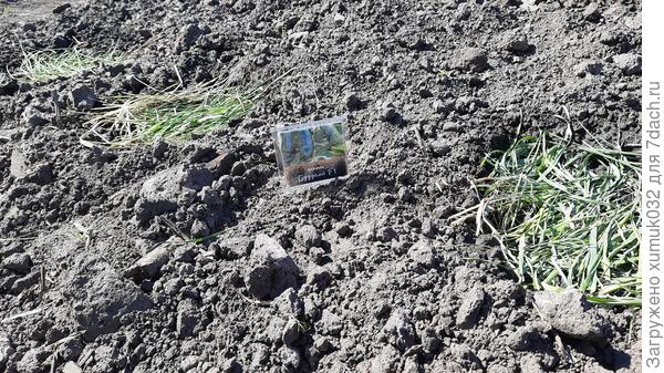 Кабачок 'Будулай F1' от Аэлита. 08.05.2022 г