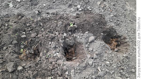 Кабачок 'Будулай F1' от Аэлита. Подготовка места посадки. 8.05.2022