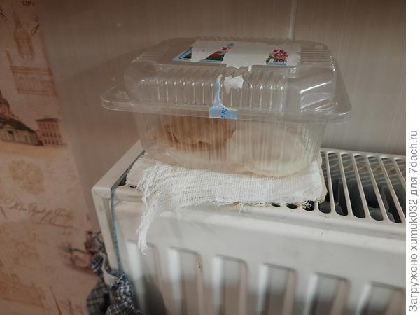 Дыня 'Бест Джумбо' от Аэлита (проращивание)