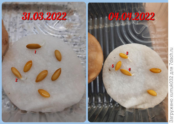 Дыня 'Бест Джумбо' от Аэлита (проростки)