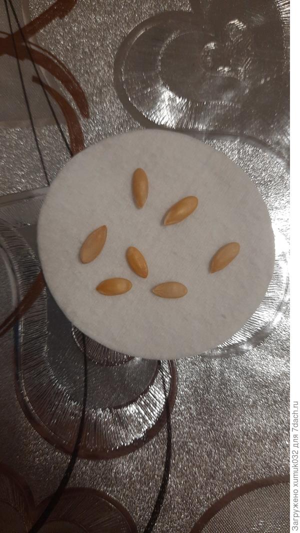 Дыня 'Бест Джумбо' от Аэлита