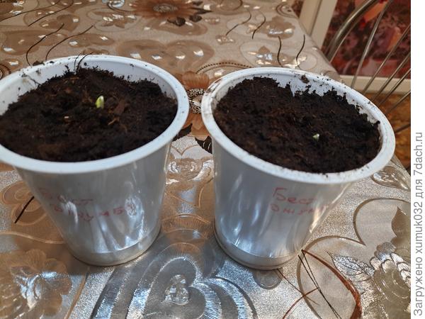 Дыня 'Бест Джумбо' от Аэлита 03.04.2022 (возраст 0 дней)