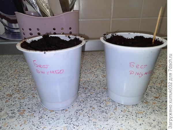 Дыня 'Бест Джумбо' от Аэлита. Посев 31.03.2022