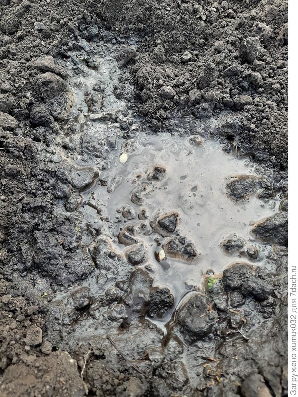 Кабачок 'Будулай F1' от Аэлита. Посев 08.05.2022