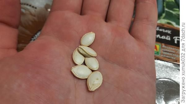 Кабачок 'Будулай F1' от Аэлита