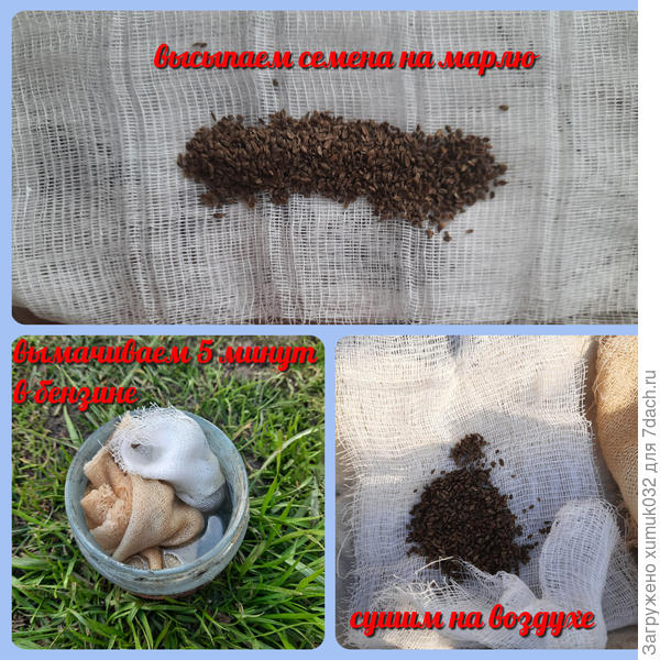 Морковь 'Катрин' от Аэлита