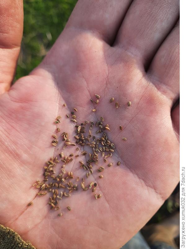 Морковь 'Катрин' от Аэлита. Для проверки на всхожесть