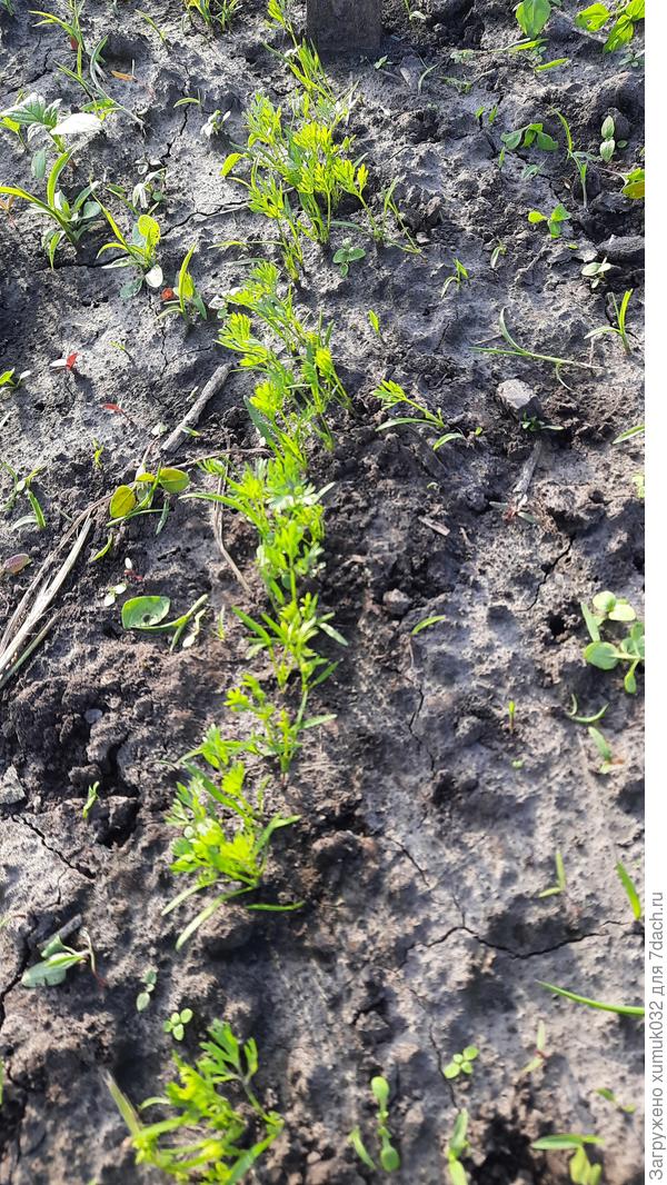 Морковь 'Катрин' от Аэлита. 05.06.2022 (возраст 17 дней)