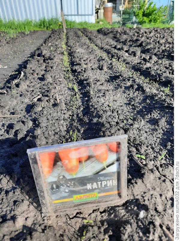 Морковь 'Катрин' от Аэлита. 23.05.2022 (возраст 4 дня)