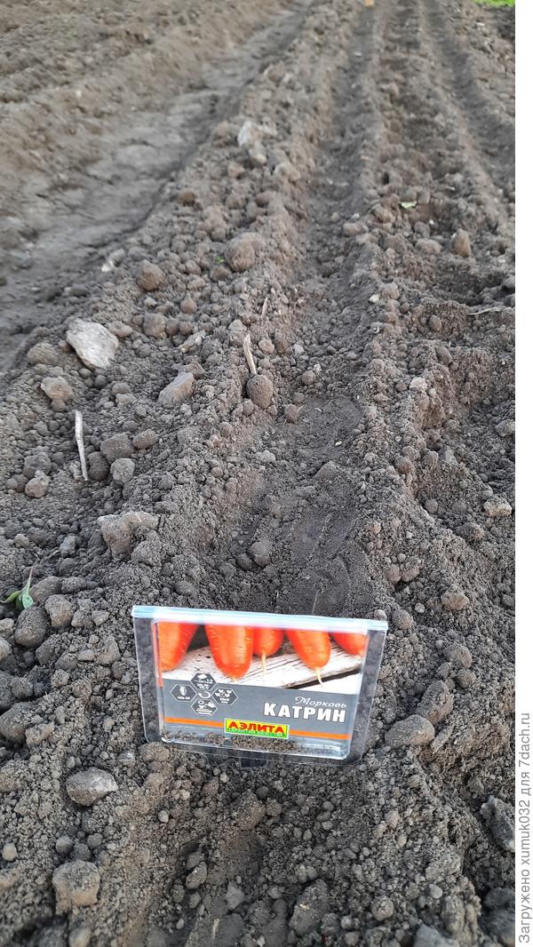 Морковь 'Катрин' от Аэлита