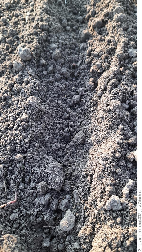 Морковь 'Катрин' от Аэлита